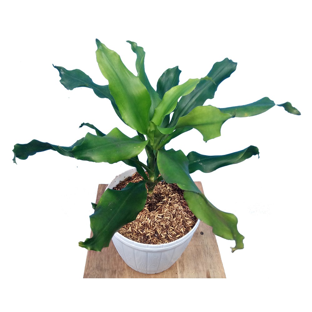 Dracaena fragrans / Hanjuang