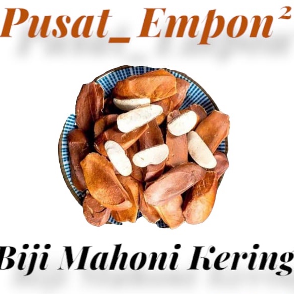 Biji benih bibit mahoni kering 1kg biji mahoni kering