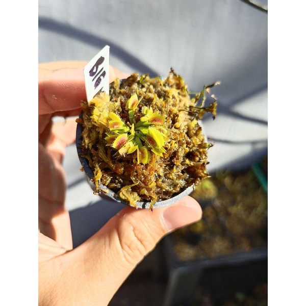 Venus FlyTrap Big Mouth Venus Fly Trap Big Mouth Size Kecil