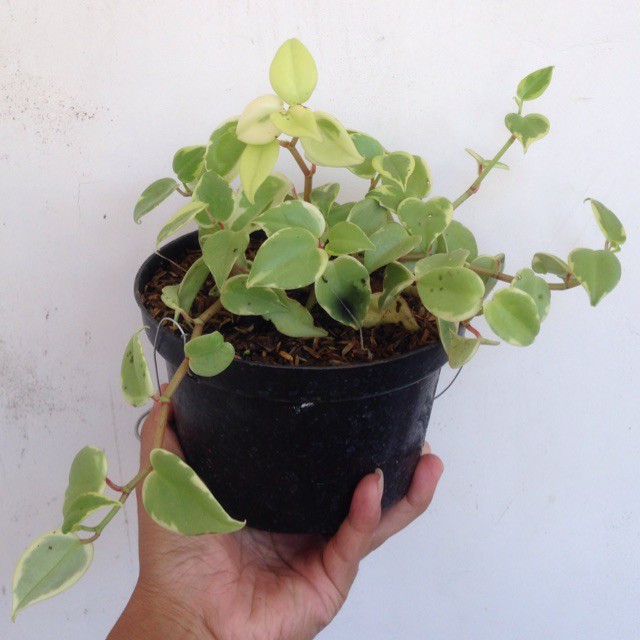 TANAMAN HIAS PEPEROMIA SCANDENS - tanaman gantung