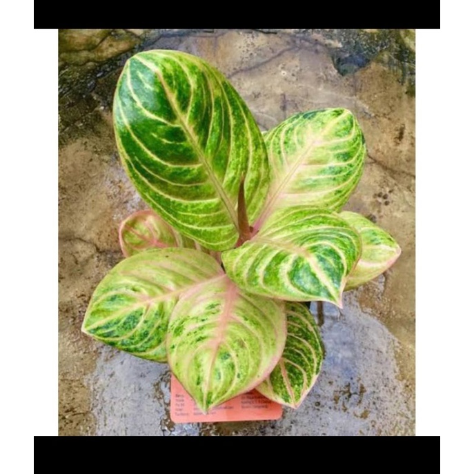 tanaman aglonema rinjani anakan