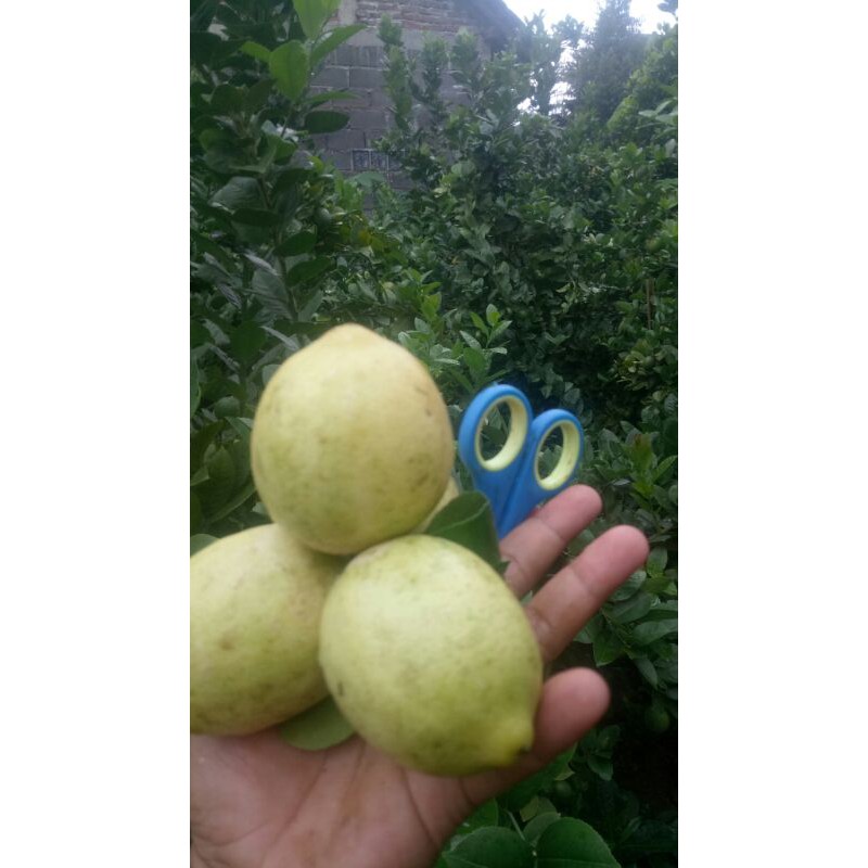 

jeruk lemon