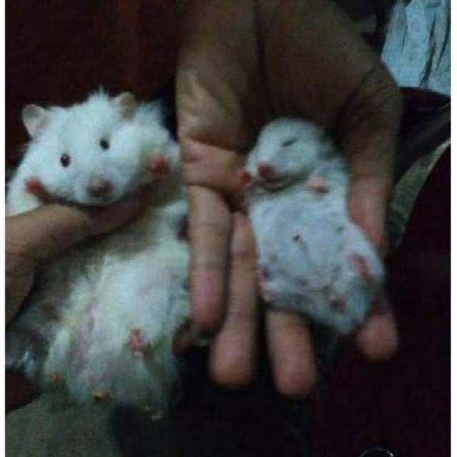 Hamster Syrian Anggora Jantan Dewasa Shopee Indonesia