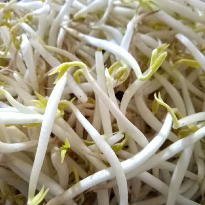 

tauge kacang ijo /kacang hitam (250 gram)