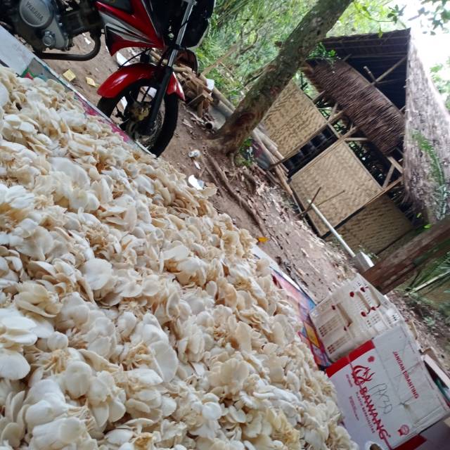 

Jamur tiram #jamurputih #jamurbagus #jamurtiramsiapolah #siapolah