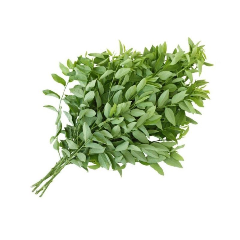

Daun Katuk /ikat