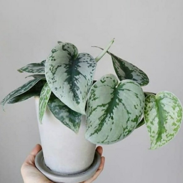 tanaman hias sirih gading silver scindapsus / sirih gading silver