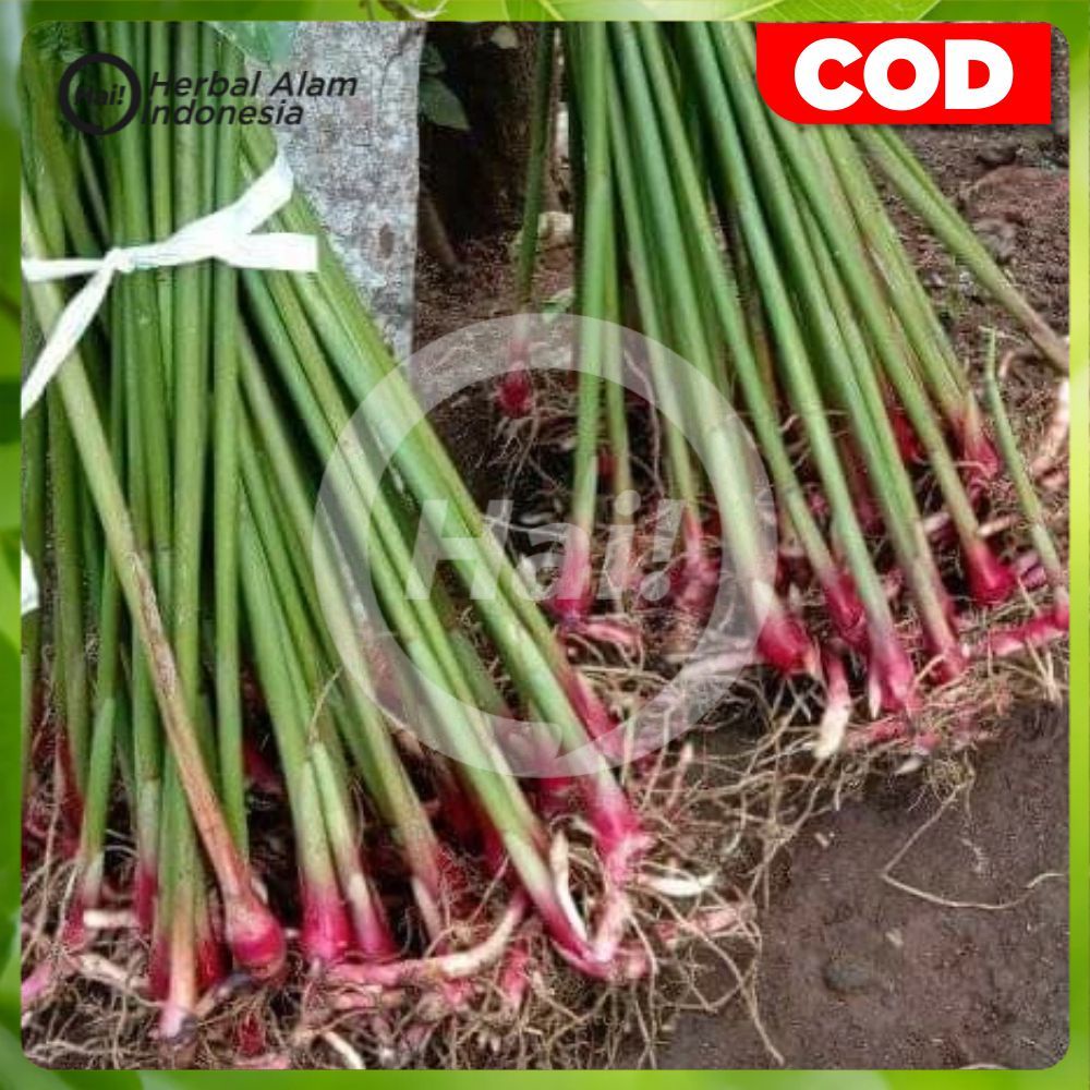 

BIBIT KAPULAGA HIJAU HIBRIDA - HAI STORE