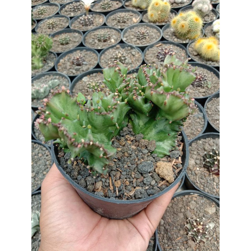 euphorbia lactea hijau cristata