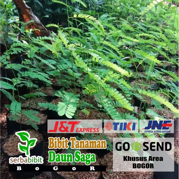Bibit Pohon Saga - Daun Saga