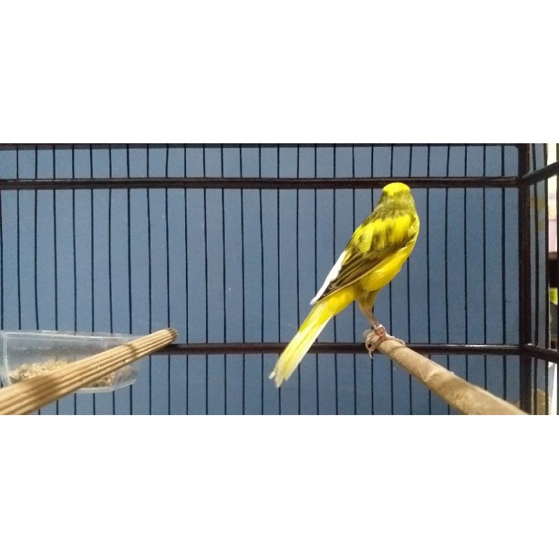 kenari f1sf prospekan