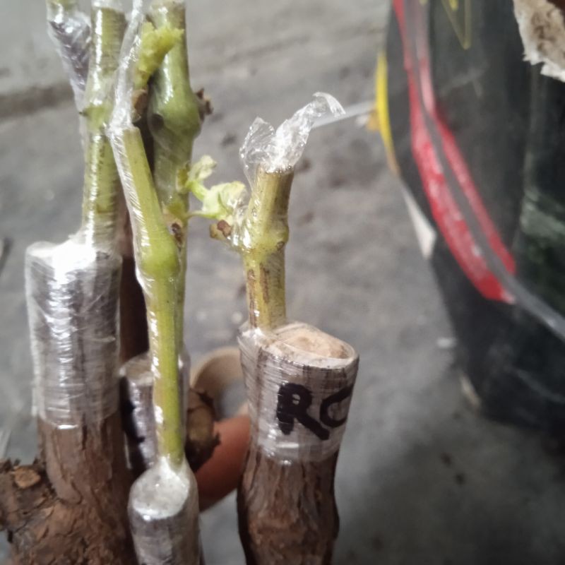 

cutting grafting anggur import