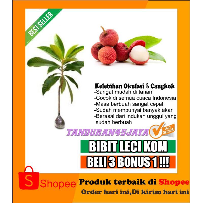 bibit buah leci kom (lechi Kom)
