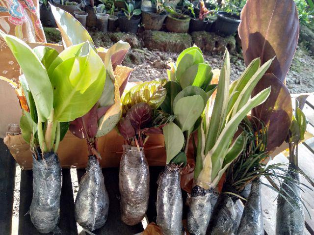 Tanaman Hias Spesial Paket Calathea - Kalatea Silverplat,gr.lipstik,ornata,makoyana