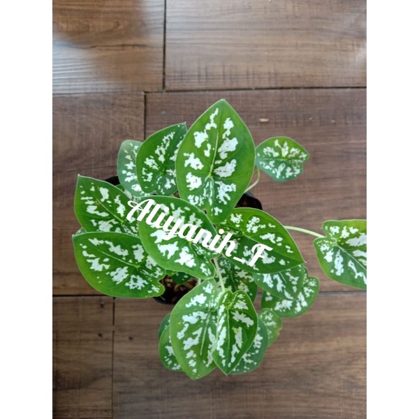 keladi liliput mutiara / caladium kerdil liliput / keladi liliput mini / keladi liliput mutiara