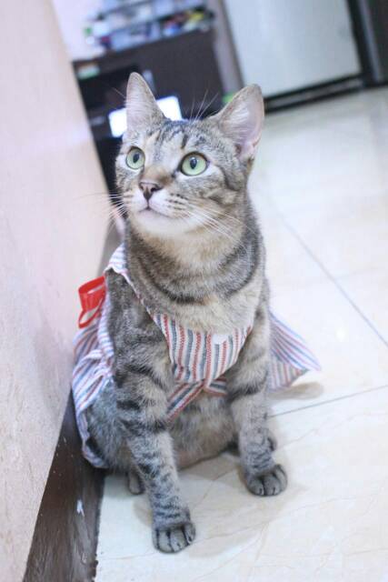 Dress strip pita merah lucu untuk kucing dan anjing size S-XL