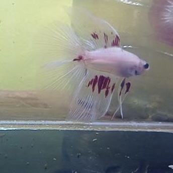 cupang hmdt red cello jantan