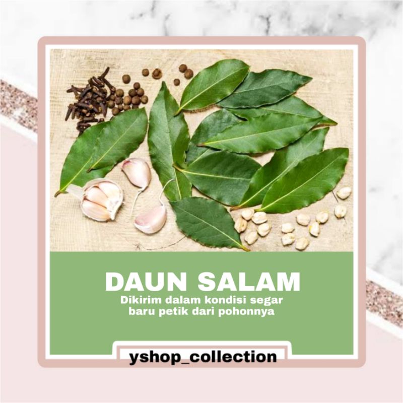 

DAUN SALAM SEGAR BARU PETIK