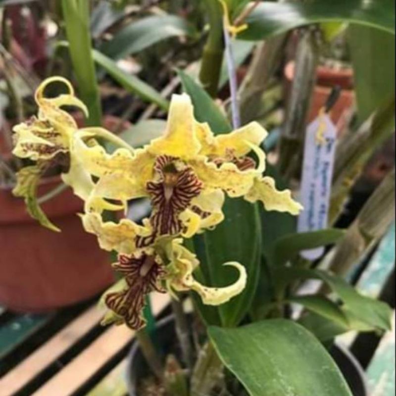 anggrek pra remaja dendrobium memoria asiswadi macrophylum x spectabile