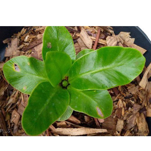 tanaman kadaka lasagna(cobra)