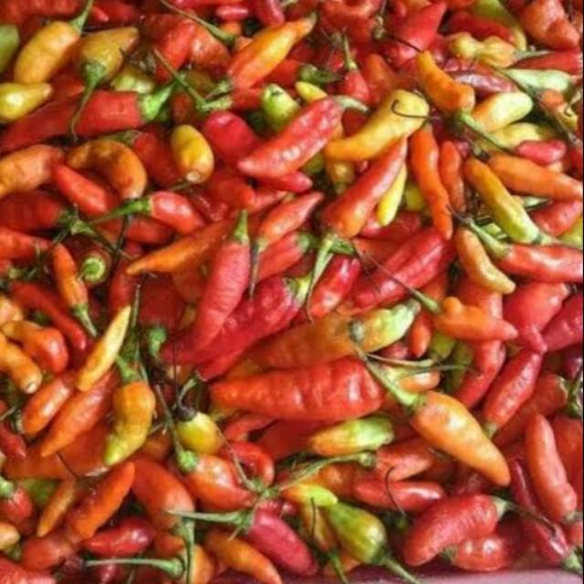 

Terlaris cabe rawit