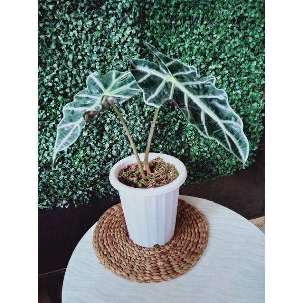 Alokasia Parasol untuk mba Yulie