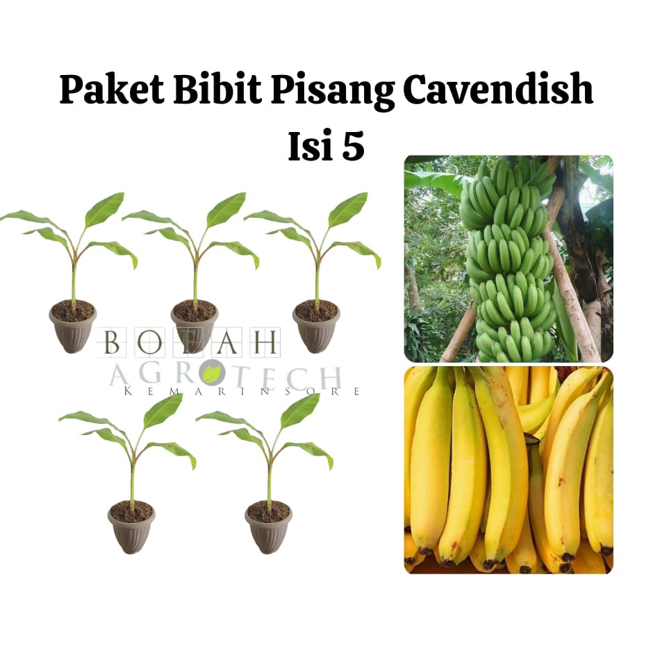 Paket Hemat Bibit Pisang Cavendish Isi 5 Bonus Bibit Strawberry+Polibag