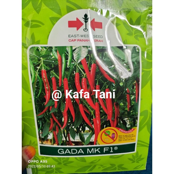 Benih Cabai Besar GADA MK F1 isi 1.500 butir