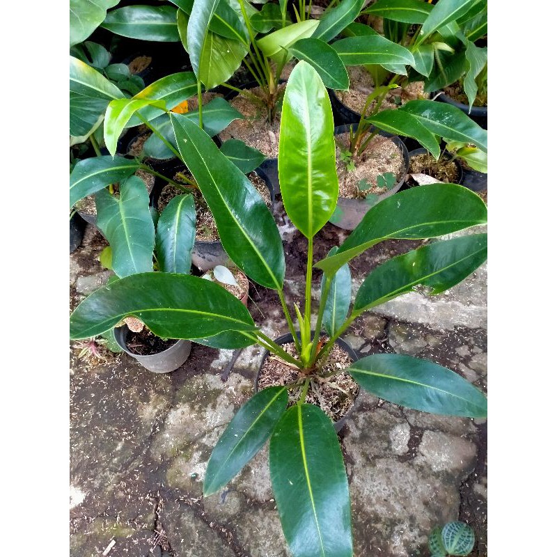 Anthurium golok