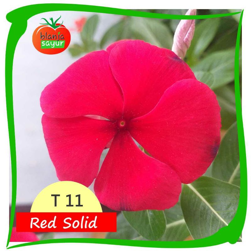 Biji Benih Vinca Tegak Red Solid T11