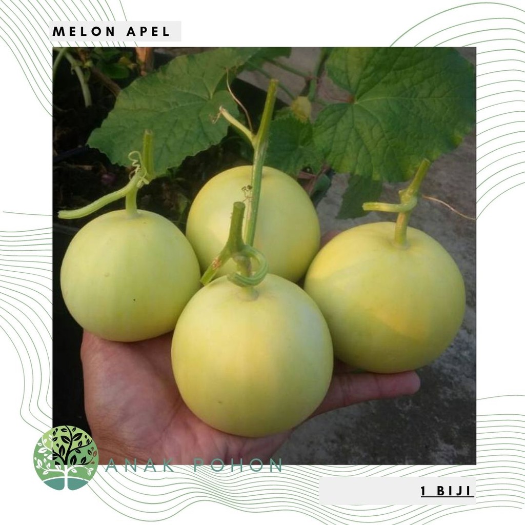 Benih Bibit Biji - Melon Apel Silver Light Hibrida F1 (Kecil, Manis, dan Harum) Seeds - Panen Dalam 60 Hari