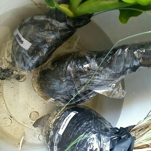 Tanaman Hias Rumput Biru - Festuca Glauca