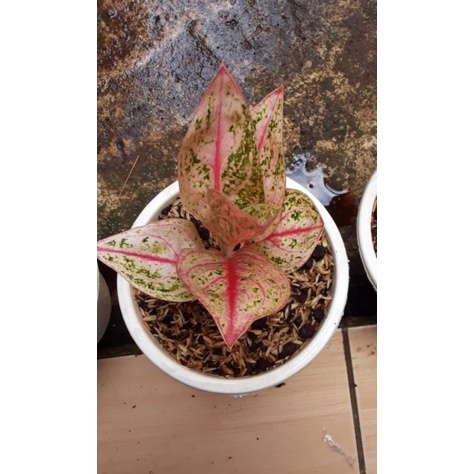 widuri tulang merah ( witurah )