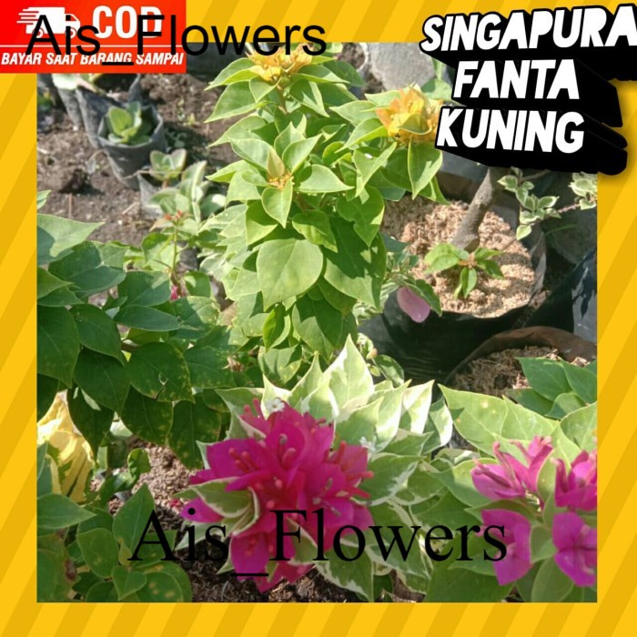 Bougenville Singapore Warna ( Kuning+Fanta)/ Bugenvil/ Bougenvil - Sedang stek