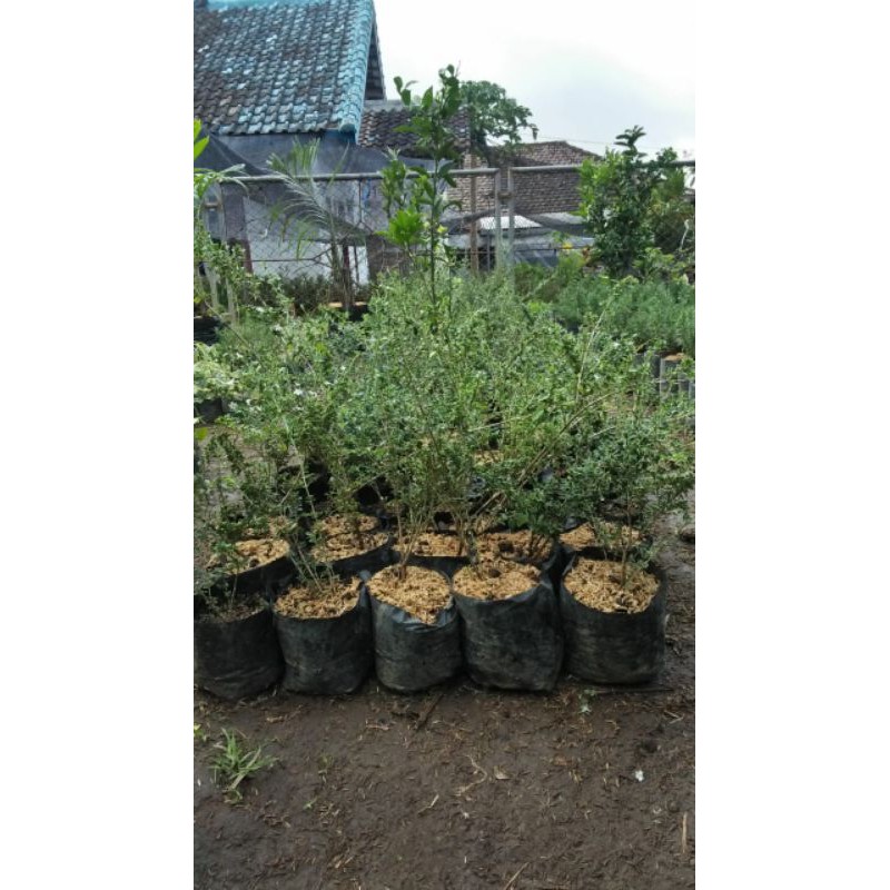 Bahan Bonsai Mame Mirten