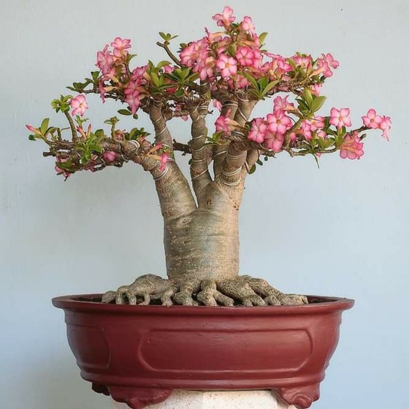 Biji / Seed / Benih Adenium Arabicum RCN