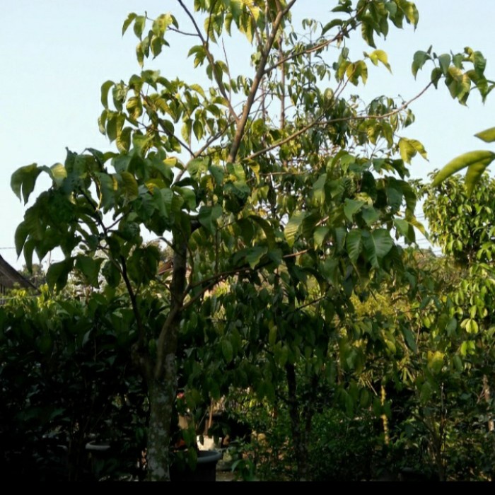 pohon buah, pohon buah kecapi, Tinggi 2,5 meter.
