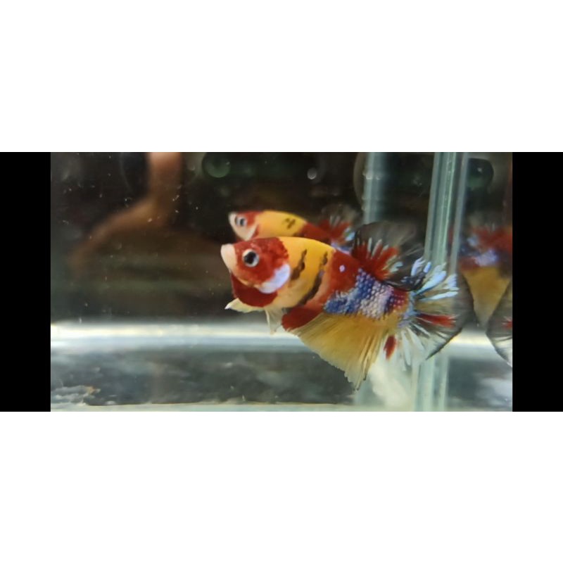 MALE Yellow Base Multy