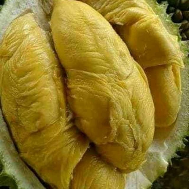 bibit durian montong super jumbo