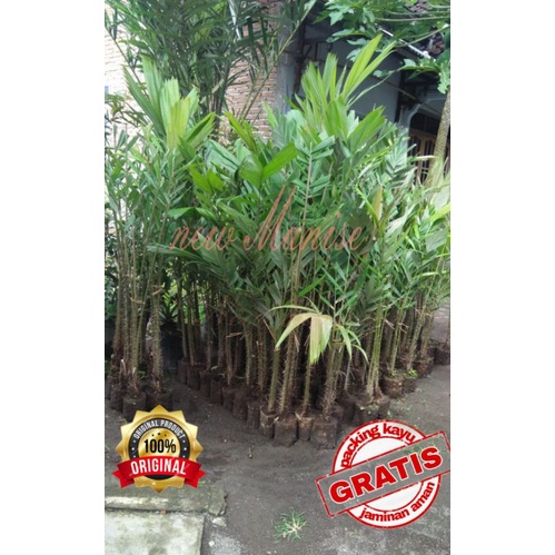 50 Bibit Salak Pondoh Super Cangkok