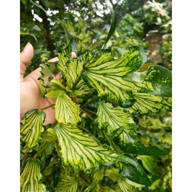 waru wayang original