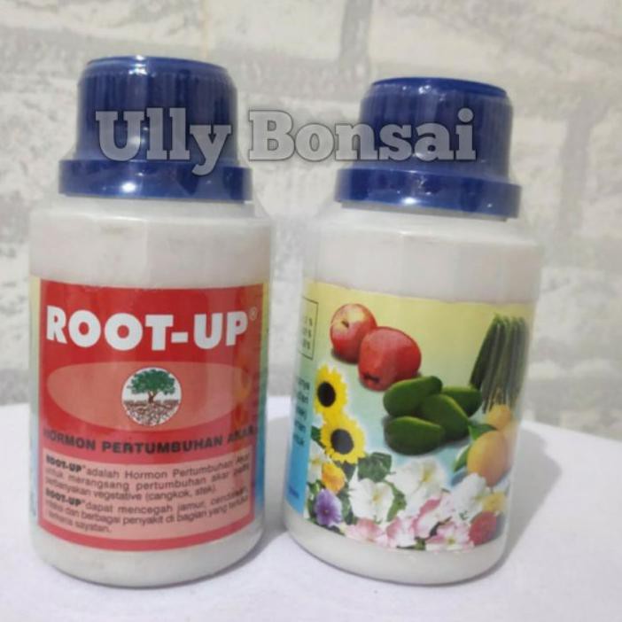 ◌ ROOT UP ✫