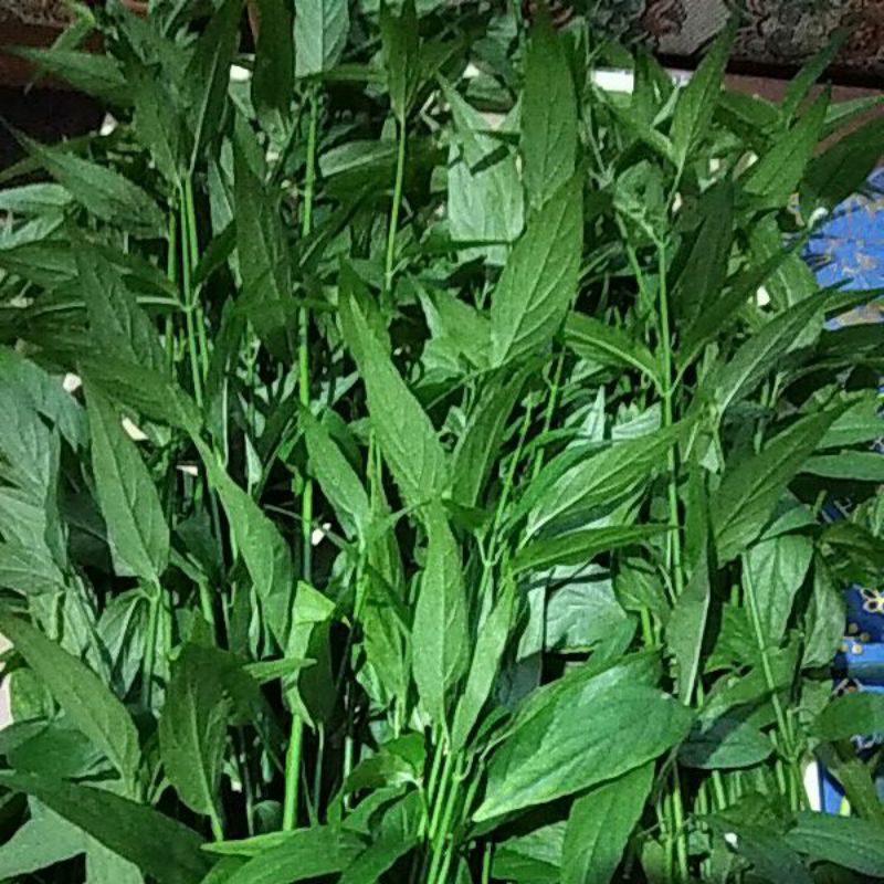 

Daun Sabah Snake Grass segar