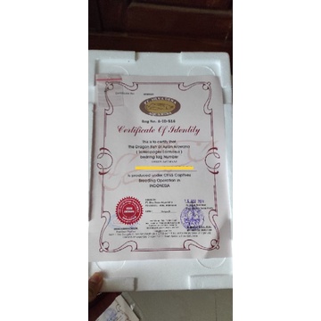 Sertifikat Ikan Arwana Green Pino