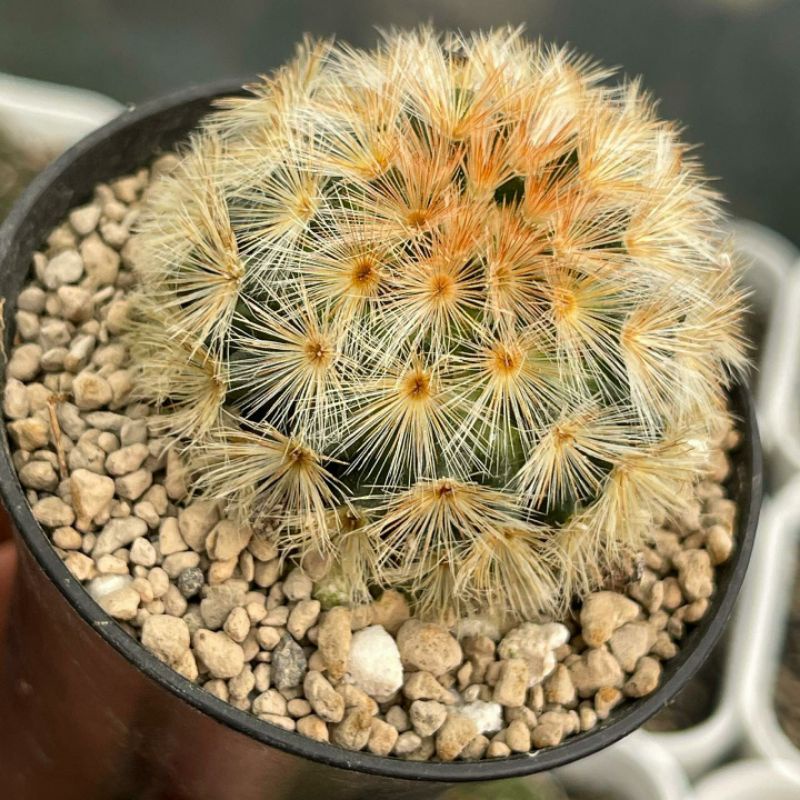 Kaktus Mammillaria Carmenae Merah Kuning