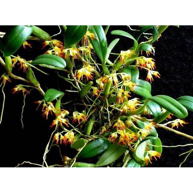 Anggrek bulbophyllum labuanum