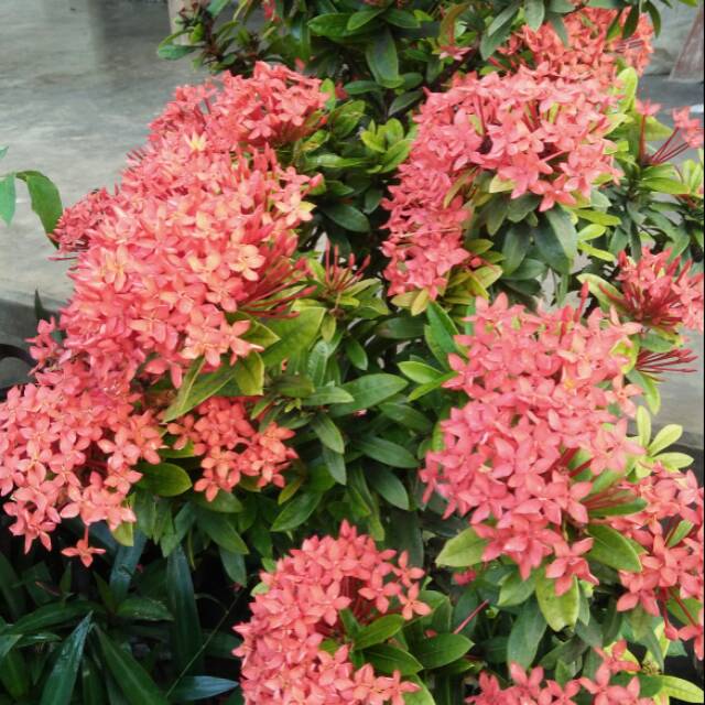 Bibit Tanaman Bunga Asoka