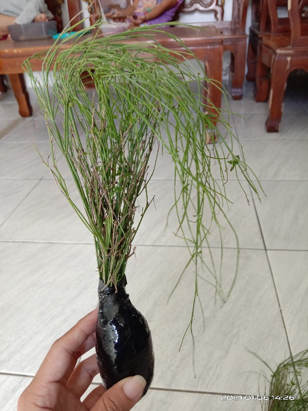 Tanaman Hias Gantung Air Mancur Bunga Putih