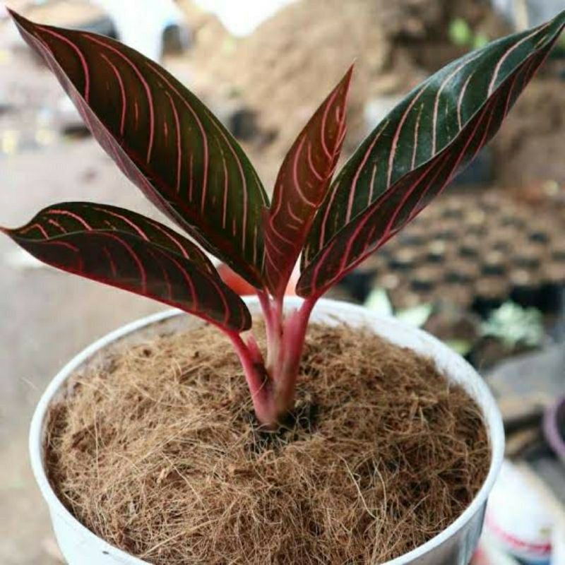 aglaonema red sumatra dua daun
