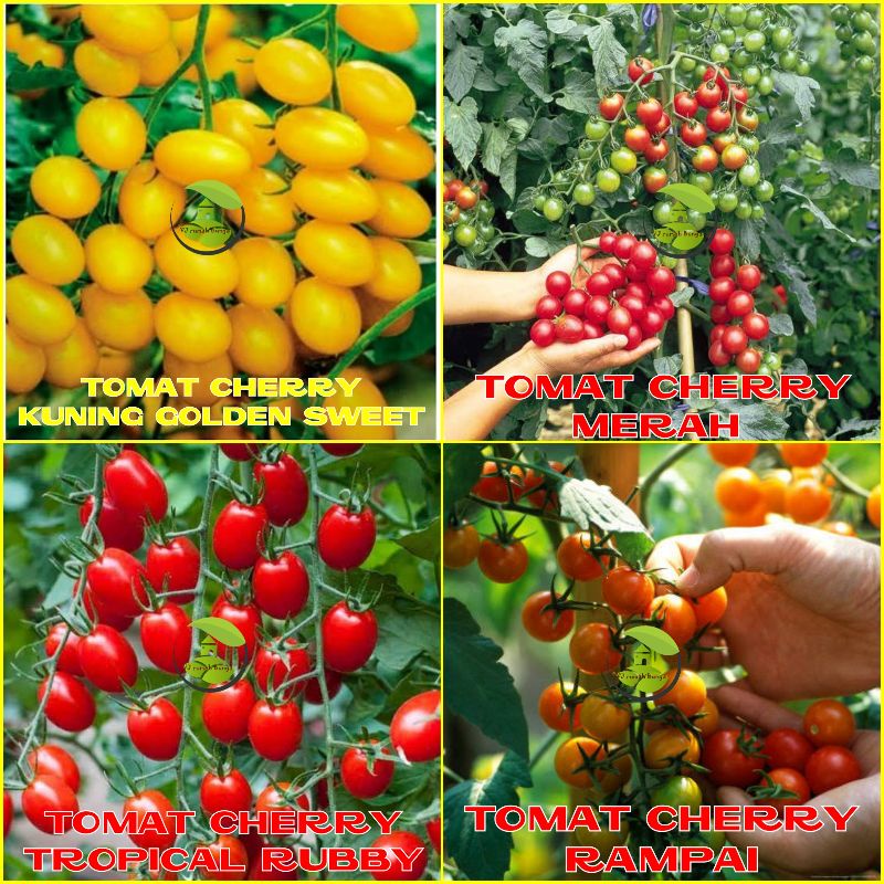 Benih Tomat Cherry Merah Manis Cherry Tropical Ruby Cherry Rampai Cherry Kuning